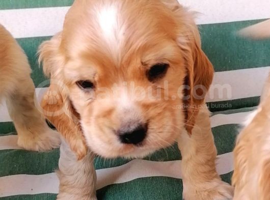 Cocker Koca Kulaklı Bebekler