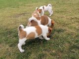 Gerçek Jack Russel Arayanlar Kaçırmasın