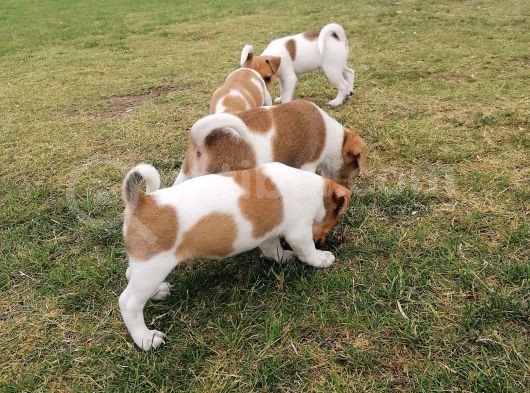 Gerçek Jack Russel Arayanlar Kaçırmasın görsel