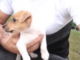 Gerçek Jack Russel Arayanlar Kaçırmasın