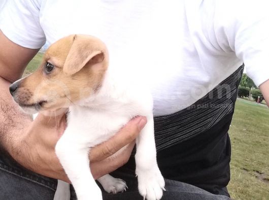 Gerçek Jack Russel Arayanlar Kaçırmasın görsel