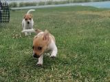 Gerçek Jack Russel Arayanlar Kaçırmasın