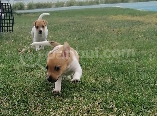 Gerçek Jack Russel Arayanlar Kaçırmasın görsel