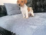 Gerçek Jack Russel Arayanlar Kaçırmasın