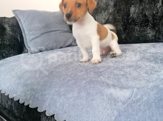 Gerçek Jack Russel Arayanlar Kaçırmasın görsel