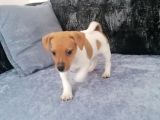 Gerçek Jack Russel Arayanlar Kaçırmasın