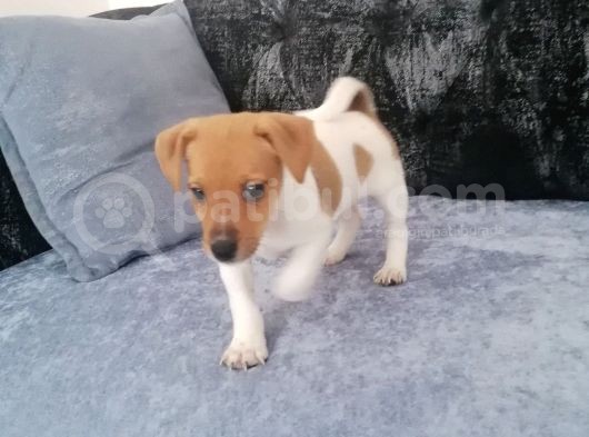 Gerçek Jack Russel Arayanlar Kaçırmasın