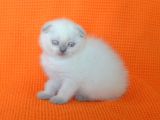 Bursa Scottish Fold Point Dişi Erkek Yavrularımız