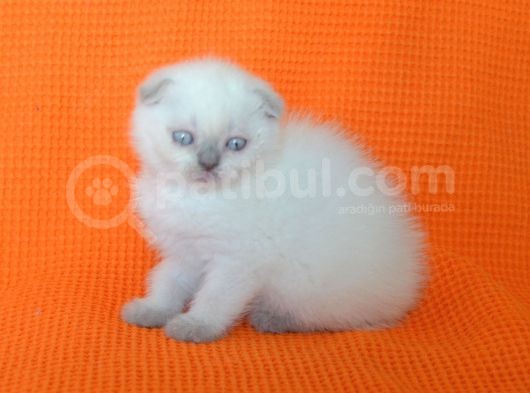 Bursa Scottish Fold Point Dişi Erkek Yavrularımız görsel