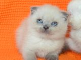 Bursa Scottish Fold Point Dişi Erkek Yavrularımız