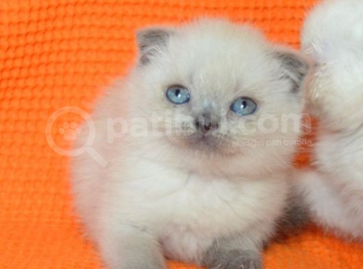 Bursa Scottish Fold Point Dişi Erkek Yavrularımız görsel
