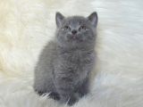 Bursa Scottish Fold Point Dişi Erkek Yavrularımız