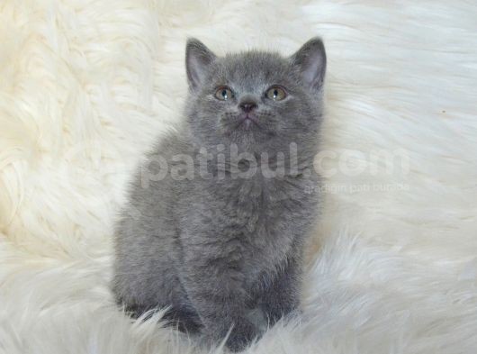 Bursa Scottish Fold Point Dişi Erkek Yavrularımız görsel