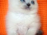 Bursa Scottish Fold Point Dişi Erkek Yavrularımız