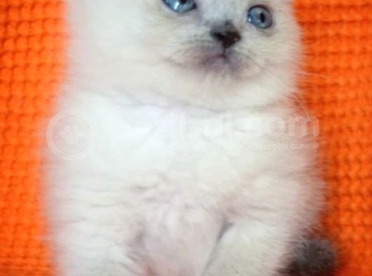 Bursa Scottish Fold Point Dişi Erkek Yavrularımız