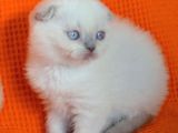 Bursa Scottish Fold Point Dişi Erkek Yavrularımız