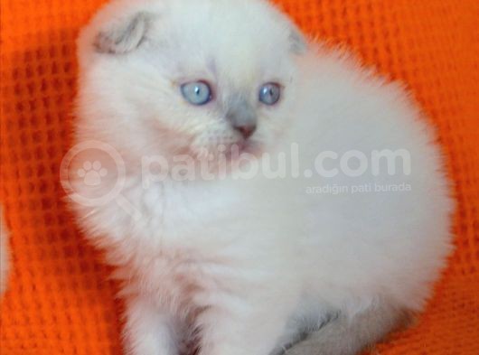 Bursa Scottish Fold Point Dişi Erkek Yavrularımız görsel