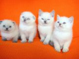 Bursa Scottish Fold Point Dişi Erkek Yavrularımız