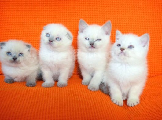 Bursa Scottish Fold Point Dişi Erkek Yavrularımız görsel