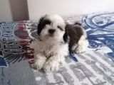 Efsane Shih Tzu Yavrumuz
