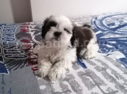 Efsane Shih Tzu Yavrumuz görsel