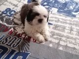 Efsane Shih Tzu Yavrumuz