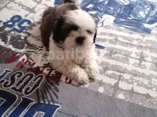 Efsane Shih Tzu Yavrumuz görsel