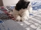 Efsane Shih Tzu Yavrumuz