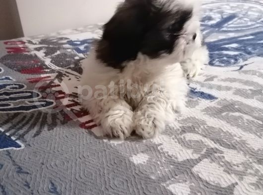 Efsane Shih Tzu Yavrumuz görsel