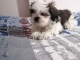Efsane Shih Tzu Yavrumuz