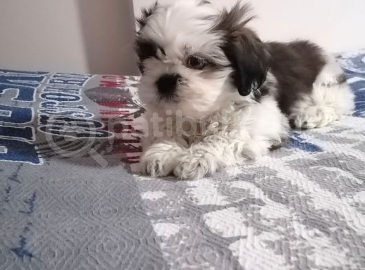 Efsane Shih Tzu Yavrumuz görsel