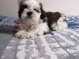 Efsane Shih Tzu Yavrumuz