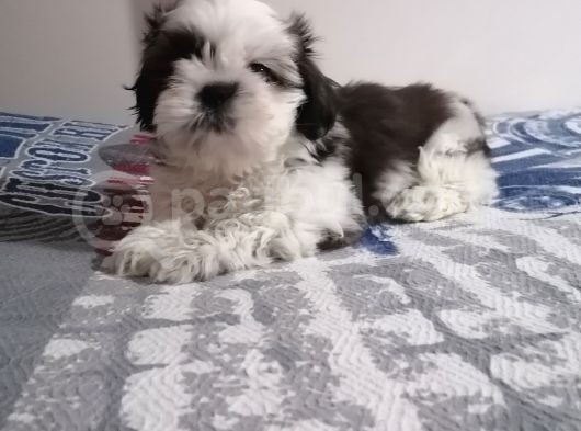 Efsane Shih Tzu Yavrumuz