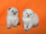 Bursa Scottish Fold Point Dişi Erkek Yavrularımız