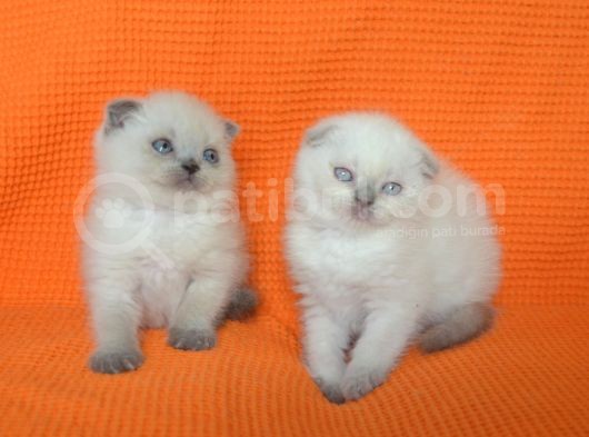 Bursa Scottish Fold Point Dişi Erkek Yavrularımız görsel