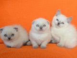 Bursa Scottish Fold Point Dişi Erkek Yavrularımız