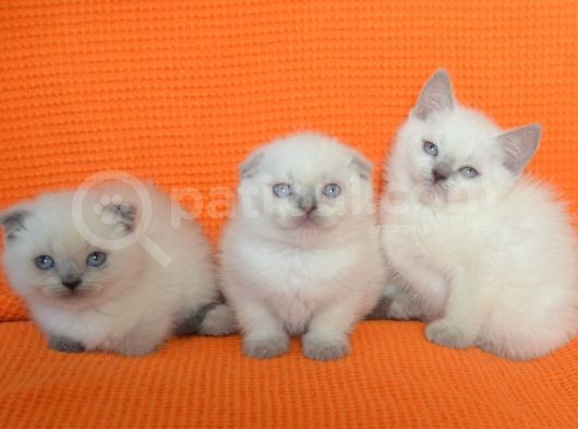 Bursa Scottish Fold Point Dişi Erkek Yavrularımız görsel