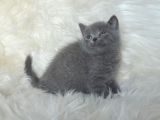 Bursa Scottish Fold Point Dişi Erkek Yavrularımız