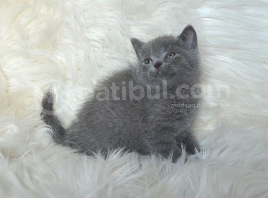 Bursa Scottish Fold Point Dişi Erkek Yavrularımız görsel