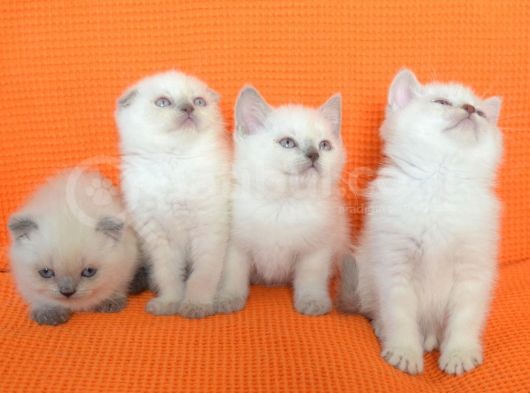 Bursa Scottish Fold Point Dişi Erkek Yavrularımız görsel