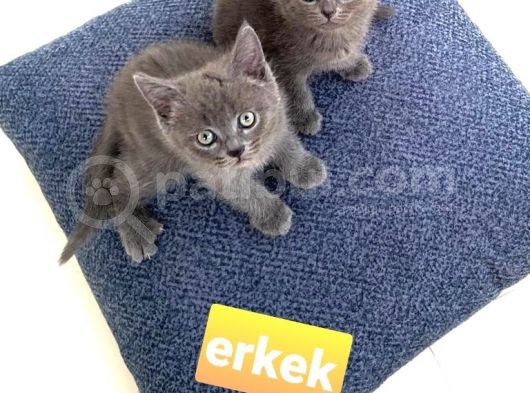 Şekerler