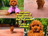 Orijinal Renk Safkan Red Brown Toy Poodle Kızımız Milka