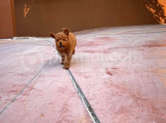 Orijinal Renk Safkan Red Brown Toy Poodle Kızımız Milka görsel