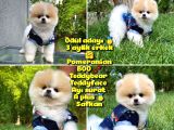 Basık Surat 0.75 Burun Ödül Adayı Safkan Boo Pomeranian