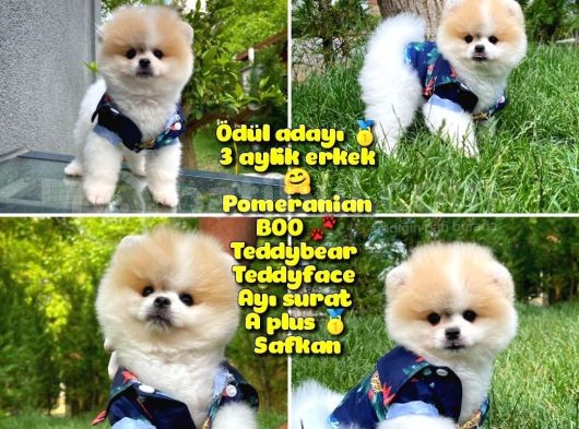 Basık Surat 0.75 Burun Ödül Adayı Safkan Boo Pomeranian