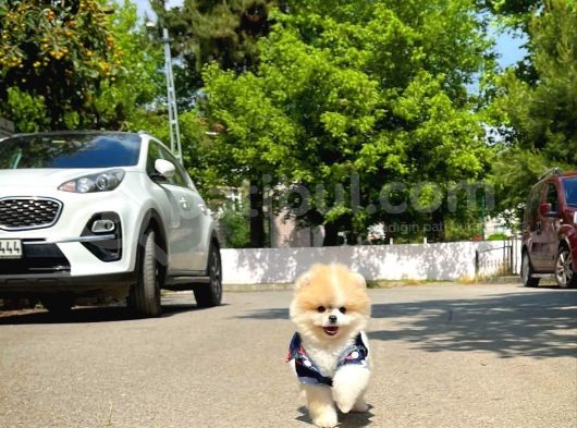Basık Surat 0.75 Burun Ödül Adayı Safkan Boo Pomeranian görsel