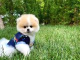 Basık Surat 0.75 Burun Ödül Adayı Safkan Boo Pomeranian