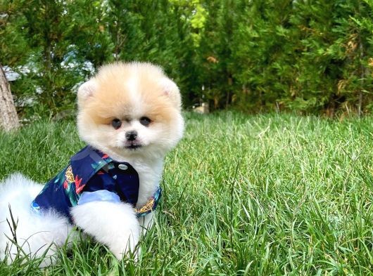 Basık Surat 0.75 Burun Ödül Adayı Safkan Boo Pomeranian görsel