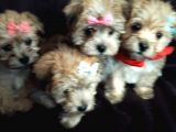 Morkie Yavrularımız Safkan Irk Ve Sağlık Garantili