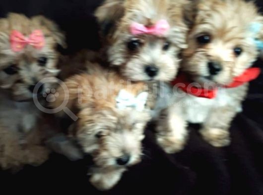 Morkie Yavrularımız Safkan Irk Ve Sağlık Garantili görsel